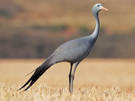 Blue Crane South Africa, Blue Crane Bird, Bird Magic, Interesting Birds, Bitcoin Design, South African Birds, Blue Crane, Bird Reference, Plain Face