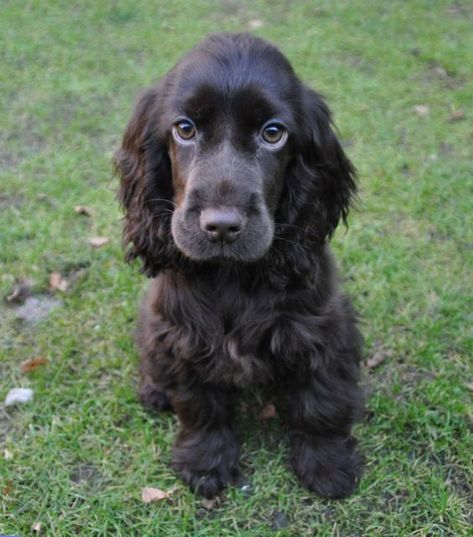 The 21 Cutest Pictures of Chocolate Cocker Spaniels - The Paws Black Cocker Spaniel Puppies, Show Cocker Spaniel, Chocolate Cocker Spaniel, English Cocker Spaniel Puppies, Cocker Spaniel Anglais, Black Cocker Spaniel, Spaniel Breeds, Working Cocker, Sweet Dog