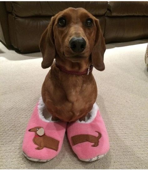 Dachshund Clothes, Pet Sweaters, Dachshund Gifts, Weenie Dogs, Miniature Dachshund, Dachshund Puppies, Dachshund Love, Dog Costumes, Weiner Dog