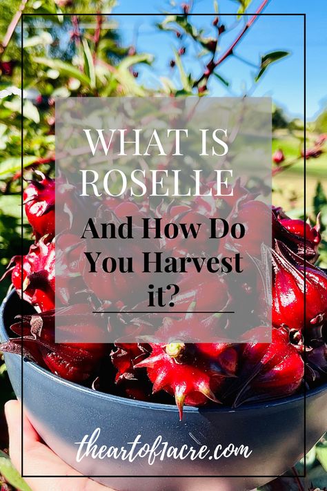 Roselle Jam, Roselle Plant, Roselle Flower, Hibiscus Recipe, Roselle Tea, Hibiscus Flower Tea, Growing Hibiscus, Dried Lemon, Seasonal Drinks