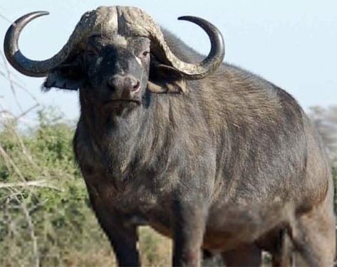 Deadliest Animals | Animal Pictures and Facts | FactZoo.com Cape Buffalo, Deadly Animals, African Buffalo, Buffalo Bulls, Africa Wildlife, Bull Cow, Dangerous Animals, Mule Deer, Manx