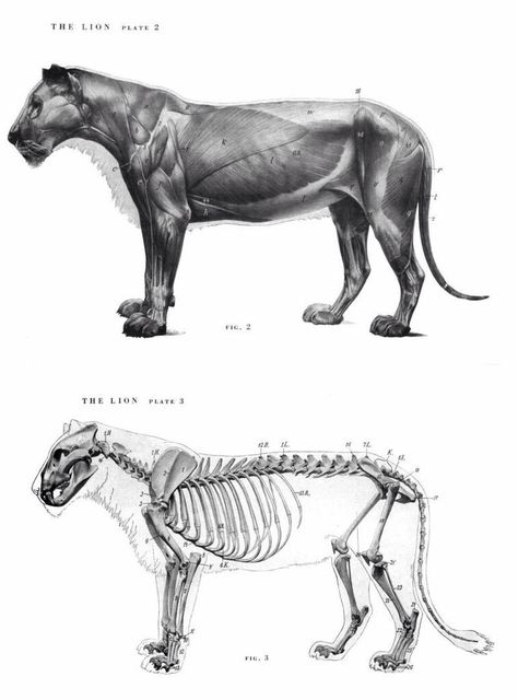 Lion Anatomy, Animal Skull Drawing, Feline Anatomy, Graphic Novel Illustration, Skeleton Drawings, Animal Skeletons, Learning To Draw, Animal Anatomy, Anatomy For Artists