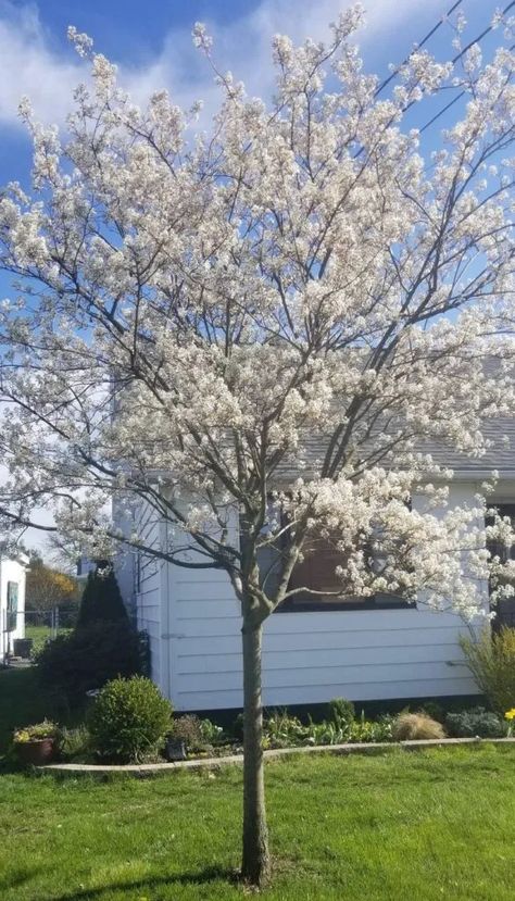 Autumn Brilliance Serviceberry in full bloom - April 2020. Native serviceberry tree for 4 Seasons of interest  #serviceberry #tree #white #native Service Berry Tree, Serviceberry Tree, Edible Berries, Front Yards Curb Appeal, Outside Plants, Falling Snow, Front Landscaping, Red Fall, Design Installation