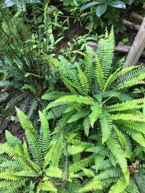 Blechnum Spicant, Deer Fern, Evergreen Ferns, Plant Types, Strawberry Plant, Garden Patio Decor, Backyard Plants, Full Sun Plants, Forest Plants