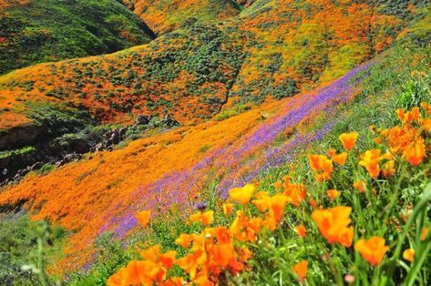 View of Walker Canyon Poppies from trail in Lake Elsinore; Photo by Chris Stone Super Bloom, Visit San Diego, California Poppies, Lake Elsinore, Riverside County, California Poppy, Poppy Field, Poppy Flower, Flower Field