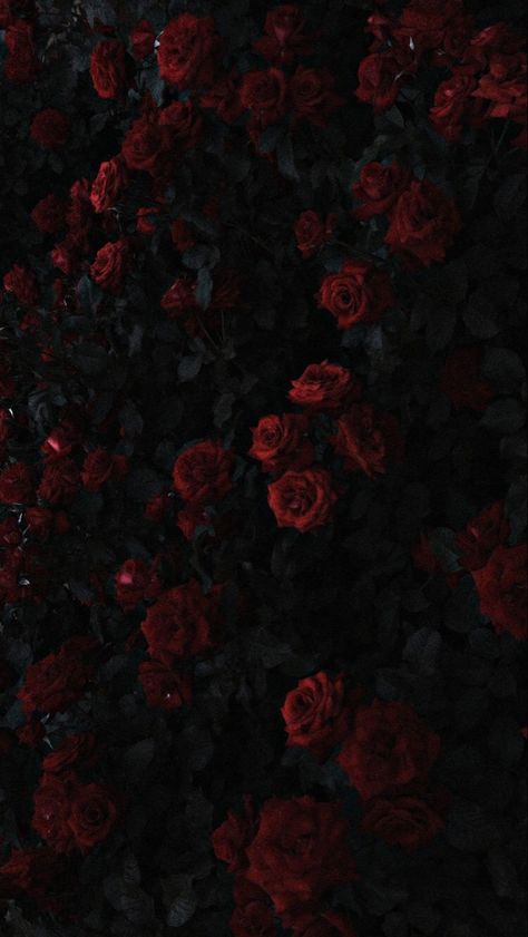 Wallpapers Roses, Roses In The Garden, Rose Aesthetics, Whats Wallpaper, Dark Red Roses, Flower Background Images, Dark Red Wallpaper, Rose Background, Rosé Aesthetic