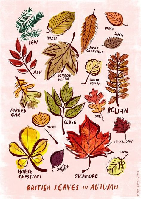 Bullet Journal 2020, Leaf Drawing, Illustration Agency, Fall Art, 수채화 그림, Arte Sketchbook, Tree Illustration, Bullet Journal Doodles, Tree Leaves