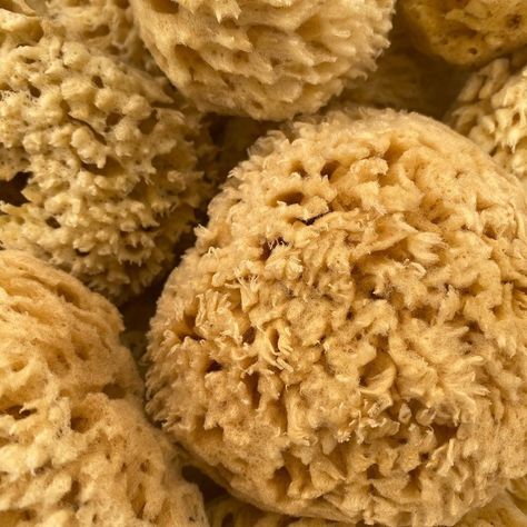 Natural Sea Sponge, Sea Sponge, Dish Rag, Rice Krispie Treat, Product Design, Vision Board, Essential Oils, Instagram Profile, Skin