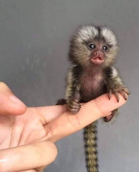 Pygmy marmosets are the smallest monkeys on earth. Finger Monkey, Pygmy Marmoset, Marmoset Monkey, Small Monkey, Baby Skunks, Strongest Animal, Baby Animal Videos, Cute Small Animals, Your Spirit Animal