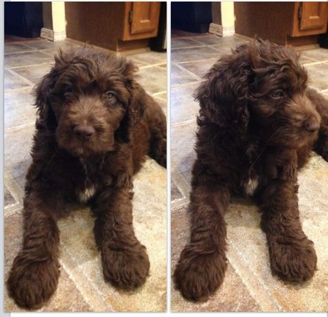 This is my puppy Bourbon born 03-05-14 He's 10 weeks old in these pictures and weighs just under 12lbs Chocolate Aussie/Golden Doodle Parents were a female chocolate goldendoodle and a male aussiedoodle Aussiedoodle Brown, Chocolate Golden Doodle, Chocolate Aussiedoodle, Chocolate Cavapoo, Brown Golden Doodle, Labradoodle Full Grown, Goldendoodle Full Grown, Brown Goldendoodle, Chocolate Goldendoodle