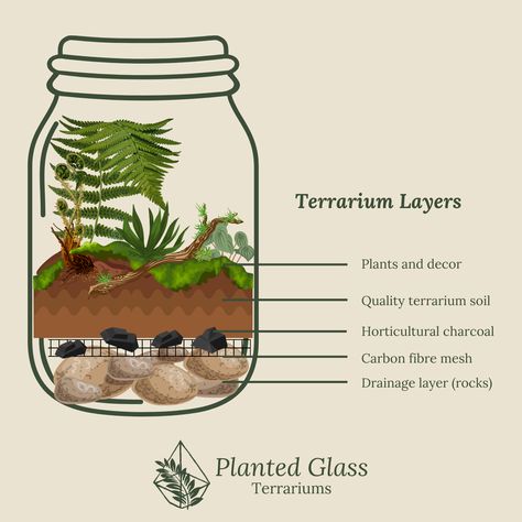 Terrarium Layers, Terrarium Bar, Best Terrarium Plants, Wall Terrarium, Closed Terrarium, Build A Terrarium, Open Terrariums, Rock Plants, Bonsai Soil