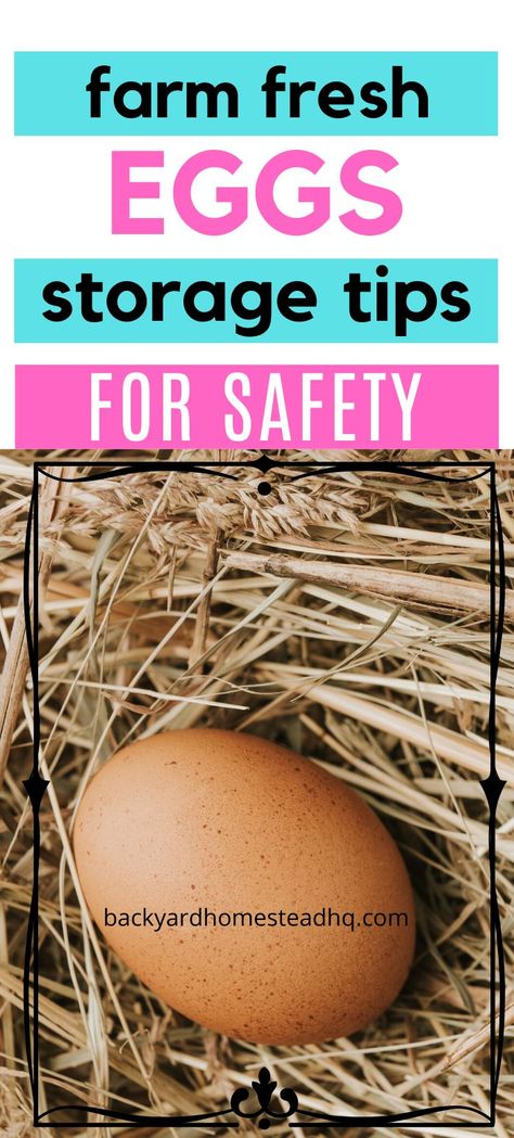 When you're collecting fresh eggs from your backyard chickens, you'll wonder how long you can safely store them. And you'll wonder if storing them in different places (like the fridge or countertop) affects how long they last. Ready to know why that is - and how you can make your eggs last longer no matter where you want to store them? Keep reading - and I'll translate what all the studies say for you. #eggs #foodstorage Storing Fresh Eggs, Best Laying Hens, Preserving Eggs, Storing Eggs, Laying Chickens, Chicken Poop, Chicken Pictures, Duck Eggs, Cool Room