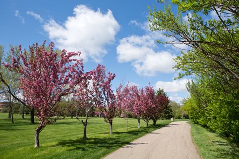 Crabapple trees are pretty easy to maintain and don’t require vigorous pruning. The most important reasons to prune are to maintain the tree’s shape, to remove dead branches, and to treat or prevent the spread of disease. This article provides additional information. Flowering Crabapple Tree, Flower Crab, Flowering Crabapple, Weeping Cherry Tree, Crabapple Tree, Tree Pruning, Garden Maintenance, Ornamental Trees, Greenhouse Gardening