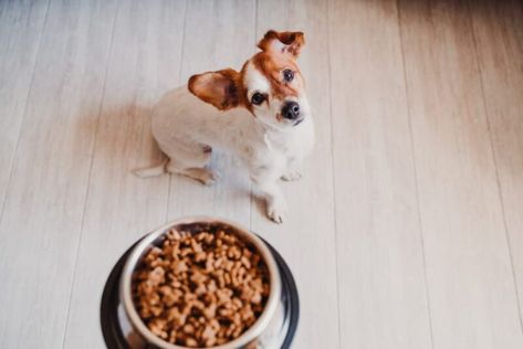 Calcium for Dogs: Why They Need It Dog Probiotics, Best Dry Dog Food, Probiotics For Dogs, Dog Bakery, Dog Food Brands, Human Food, Best Dog Food, Wet Dog Food, Homemade Dog Food