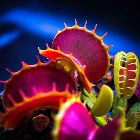 Venus Fly Trap Photography, Venus Flytrap Aesthetic, Fly Trap Plant, Carnivores Plants, Insectivorous Plant, Venus Flytrap, Fly Trap, Venus Fly Trap, Fly Traps