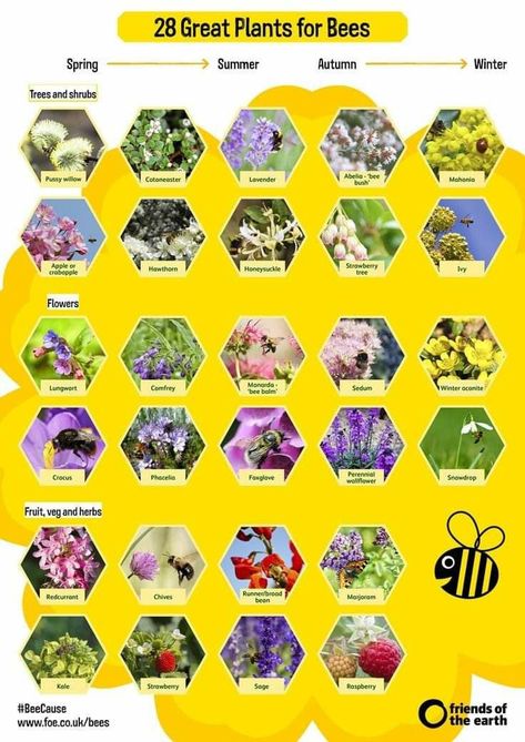 Plants For Bees, Bee Friendly Plants, Flowers And Bees, Bee Friendly Garden, Bee Garden, Garden Shrubs, Bee Friendly, Wildlife Gardening, Pollinator Garden