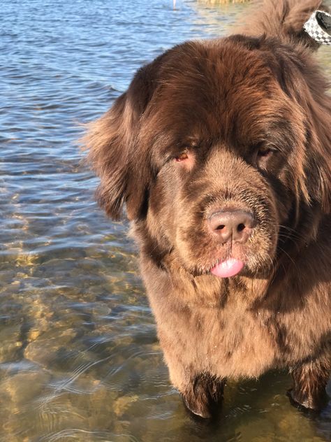 Newfoundland Dog Brown, Newfoundland Dog Aesthetic, Big Brown Dog, Brown Newfoundland, Brown Newfoundland Dog, Newfoundland Dog Puppy, Newfoundland Puppy, Big Fluffy Dogs, Newfoundland Puppies