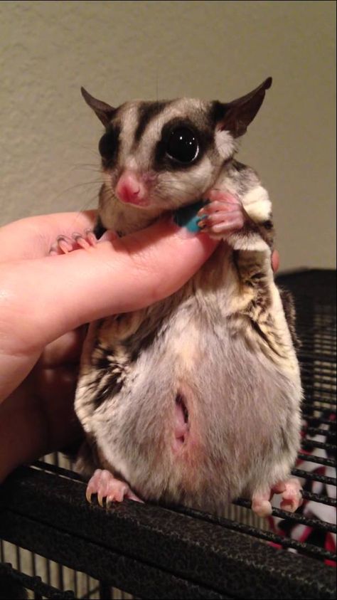 SUGAR GLIDER WITH BABY IN POUCH Sugar Glider Habitat, Sugar Glider Diet, Sugar Glider Care, Sugar Glider Baby, Sugar Glider Pouch, Sugar Glider Cage, Cute Animal Tattoos, Tattoo Nature, Sugar Gliders