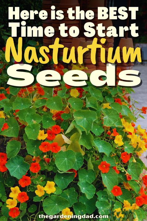 Are you looking to start Nasturtium Seeds, but don't know where to began? Follow The Gardening Dad for all your gardening needs. #Thegardeningdad #Nasturtium #garden Nasturtium Flower Hanging Baskets, Nasturtiums In The Garden, Nasturtium Trellis, Trailing Nasturtium, Nasturtium Garden, Companion Garden, Nasturtium Flower, Herbs For Healing, Growing Seedlings