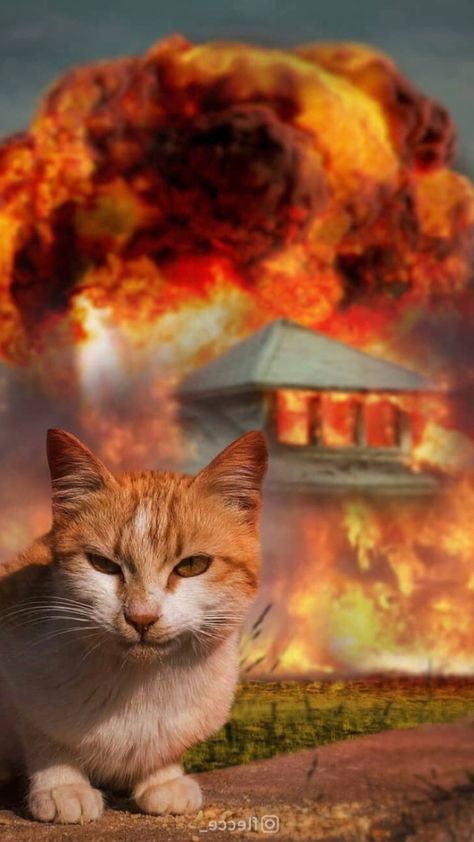 Boom🔥 Funny Cat Faces, Funny Cat Wallpaper, Funny Cat Photos, Cat Background, Funny Cat Pictures, Funny Cute Cats, Cat Wallpaper, Funny Animal Pictures, Animal Photo