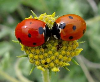 Kayenta Utah, Cute Bugs, Utah Summer, Utah Homes, Cool Bugs, Kissy Kissy, Lady Bugs, Southern Utah, Bugs And Insects