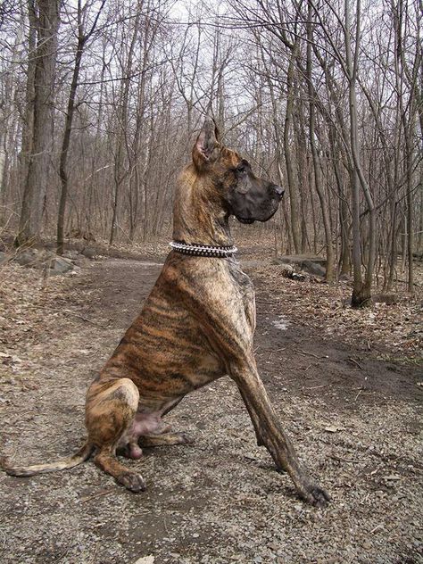 Great Brindle Great Dane, Cute Dog Costumes, Wow Photo, Dane Puppies, Mystery Machine, Great Dane Puppy, Dane Dog, Great Dane Dogs, Animal References