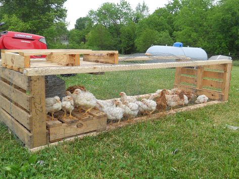 Upcycled Pallets, Chicken Coop Pallets, Portable Chicken Coop, Chicken Tractors, Chicken Tractor, Coop Design, Best Chicken Coop, Chicken Cages, Chicken Coop Designs