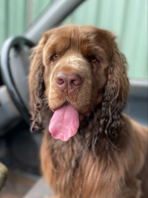 Sussex spaniel Sussex Spaniel, Spaniel Dog, Spaniel, Healthy Life, Dog Breeds, Labrador Retriever, Dogs, Animals, Labrador