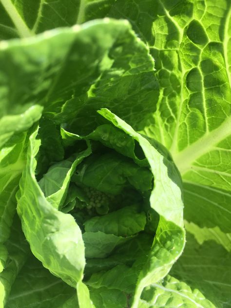 Cooking with Outer Cabbage Leaves and Bolted Cabbage – Where are the Chickens? Broccoli Leaves, Growing Celery, Cabbage Plant, Veggie Main Dishes, How To Cook Greens, Cooked Cabbage, Womens Health Care, Fruit Picture, Napa Cabbage