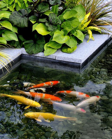 The Burgbad Sanctuary - Koi Pool 1 by Amphibian Designs - James Wong & David Cubero, via Flickr Koi Pond Backyard, Koi Pond Design, Fish Pool, Kolam Koi, Pool Pond, Pond Water Features, Carpe Koi, Koi Fish Pond, Formal Design