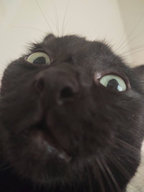 say hello to my cat Send To Your Lover, Im Scared, Relationship Memes, Follow Us, Memes