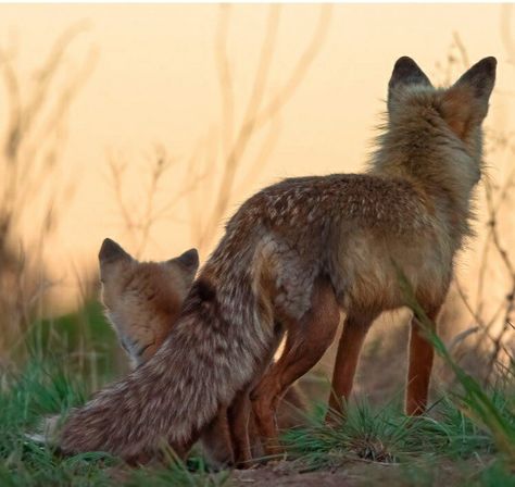 Fox Walking, Wolf Poses, Magic Fox, Fox Den, Ap Studio Art, Simple Portrait, Spring Morning, Pretty Animals, Wolf Dog