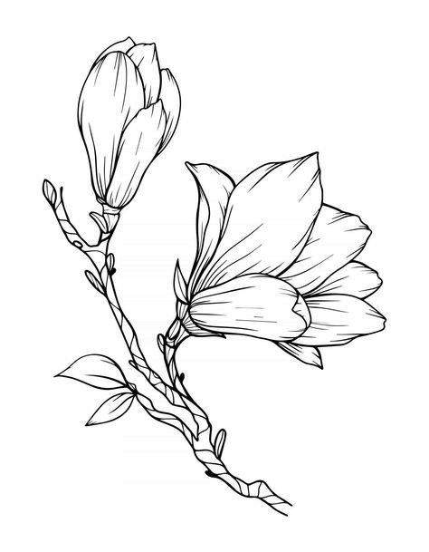 Flower Outline Drawing, Magnolia Drawing, Botanical Art Drawing, Flor Tattoo, Simple Flower Drawing, Doodle Art Flowers, Beautiful Flower Drawings, Flower Line Drawings, Flower Drawing Tutorials