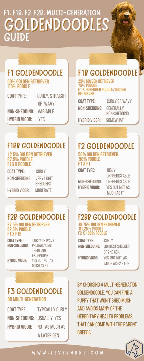 F1, F1B, F2, F2B, Multi-Generation Goldendoodles Guide Goldendoodle Generation Chart, Goldendoodle Breeding Chart, Types Of Goldendoodles, F1b Goldendoodle Mini, F2b Mini Goldendoodle, Types Of Doodles Dogs, Golden Doodle Size Chart, Golden Doodle Care, 2 Goldendoodles