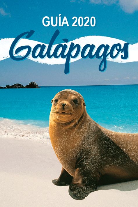 Galapagos Ecuador, Ocean Beauty, Ecuador Travel, Animal Antics, Aquatic Animals, Galapagos Islands, Wildlife Photos, South America Travel, Sea Lion