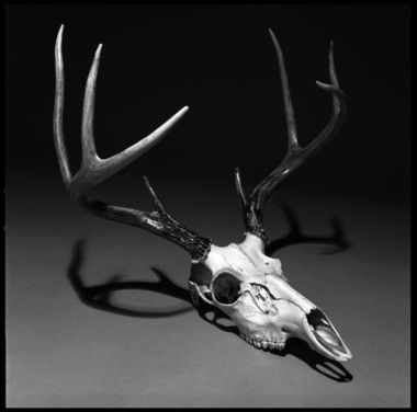 Deer Skull Side View, Deer Skull Aesthetic, Deer Skull Front View, Alastor Redesign, White Tail Deer Skull, European Deer Skull Tattoo, Deer Skull In Forest, Deer Skull Tattoos, White Tail Deer