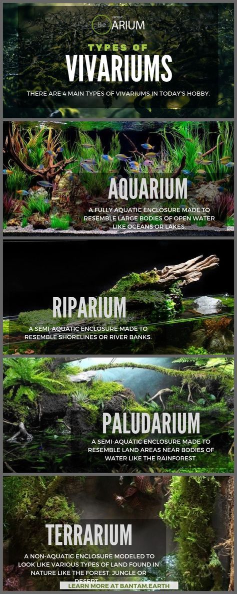 Lizard Aquarium Ideas, Terrarium Aquarium Diy, 6 Gallon Cube Aquascape, Aquarium Room, Plant Aquarium, Tanaman Air, Fish Tank Terrarium, Cactus Terrarium, Taman Air