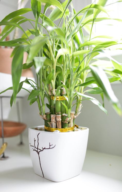 Lucky Bamboo Plant Care Bamboo Plant Care, Plant Leaves Turning Yellow, Best Bathroom Plants, Front Door Plants, Lucky Bamboo Plants, Bamboo In Pots, Lucky Plant, Bamboo Plant, Indoor Trees