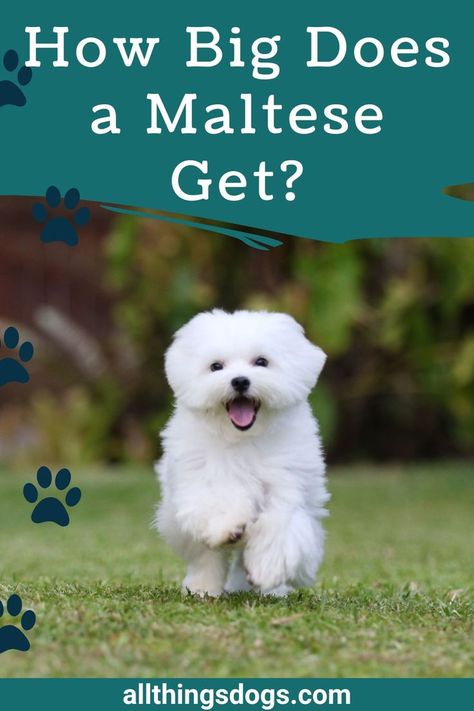 How big a dog gets is an important factor to consider when getting a pet. If you are considering a Maltese then All Things Dogs looks at how big a Maltese gets as well as what kind of weight you can expect them to reach. Maltese dogs are a smaller dog breed but having an understanding of the average weight and height of the breed will give you a better idea of if you will be able to manage this pup when it is fully grown. Get the details of the Maltese breed and how big they can get here. Maltese Breed, Maltipoo Puppy, Maltese Puppy, Maltese Dogs, Baby List, Small Dog Breeds, Dog Breed, Maltese, Small Dogs