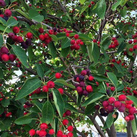 In the Ohio River Valley, juneberries actually begin to ripen towards the tail end of May, and will stick around through the mid-June for a solid few weeks of fruit. They may show up a little earlier or later for you, depending on the climate in your region. You might not even taste a ripe juneberry until well into July. June Berry Tree, Service Berry Tree, Serviceberry Tree, June Berry, Bee Yard, Seed Growing, Woods Design, Food Foraging, Wild Foraging