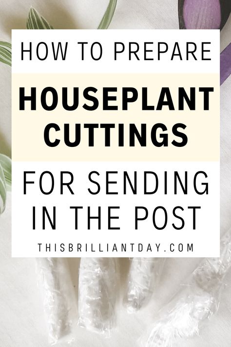 How I Package Houseplant Cuttings To Send In The Post How To Ship Plant Cuttings, How To Package Plants For Shipping, How To Start A House Plant Business, How To Ship Plants In The Mail, Selling Plants Online, How To Sell Plants Online, How To Sell Plants From Home, Plant Selling Ideas, Selling Plants From Home