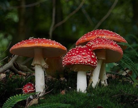 Veiled Mushroom, Mushrooms Photos, Mushroom Wallpapers, Red Cap Mushroom, Fantastic Fungi, Mushroom Aesthetic, Botanical Inspiration, Fly Agaric Mushroom, Mushroom Wallpaper