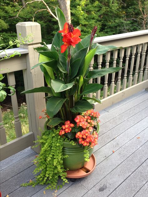 Cana Lilly, Creeping Jenny & Begonias with full sun make a lovely pot! I really like creeping jenny Gard Modern, Creeping Jenny, Flowers And Greenery, Container Gardening Flowers, Landscaping Garden, Meteor Garden 2018, Outdoor Flowers, Garden Containers, Design Flower