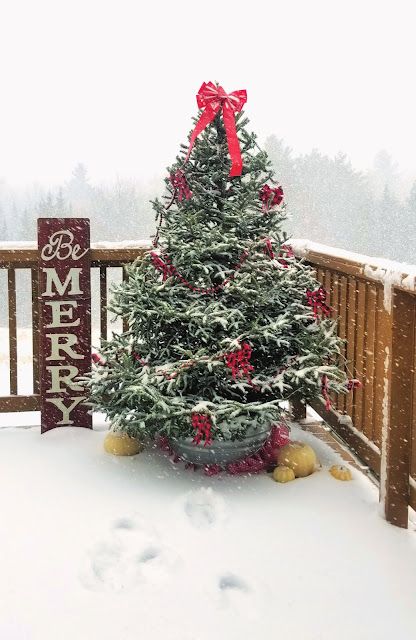 Christmas Tree Outside, Brooder Box, Recycled Christmas Tree, Outdoor Christmas Tree Decorations, Live Christmas Trees, Outdoor Christmas Tree, Outdoor Trees, Colonial Christmas, Real Christmas Tree