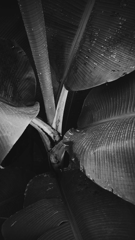 Banana leaves in black and white Black And White Tropical, Banaue, Leaf Photography, Banana Leaves, Black And White Aesthetic, Banana Leaf, Bora Bora, White Aesthetic, Tropical Leaves