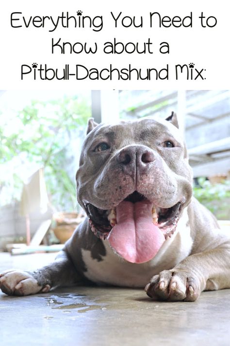 Have you ever heard about a Pitbull mixed with a Dachshund? Here's everything you need to know about them, including potential health problems! Dachshund Temperament, Pitbull Types, Getting A Dog, Apartment Dogs, Dog Breeds List, Different Dog Breeds, Dachshund Mix, Pitbull Mix, Best Dog Breeds