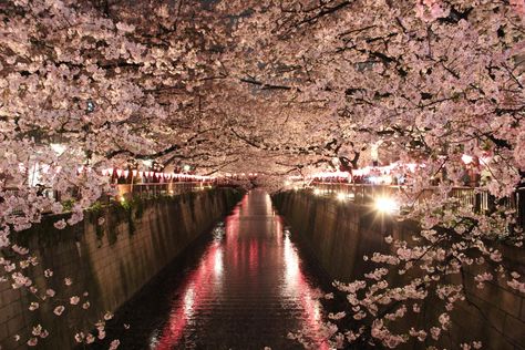 The light-up at Meguro River, seven years ago today (Tokyo-to) by kollie88 The post The light-up at Meguro River, seven years ago today (Tokyo-to) appeared first on Alo Japan. Meguro River, Cherry Blossom Japan, Japan Photo, Be Yourself, Front Page, Bing Images, Cherry Blossom, Light Up, Persona