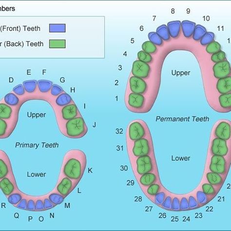 Teeth Numbers, Teeth Chart, Tooth Chart, Dental Hygiene School, Dental Anatomy, Number Chart, Dental Art, Dental School, Pediatric Dentistry