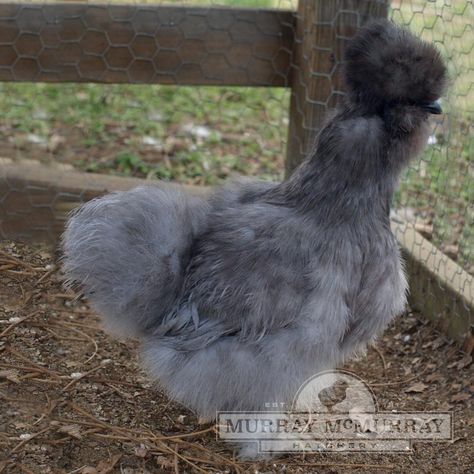 Murray McMurray Hatchery - Day-Old Baby Chicks Silkie Chickens Colors, Silkie Hen, Bantam Chicken Breeds, Silkie Bantam, Backyard Homestead, Poultry Equipment, Bantam Chickens, Day Old Chicks, Interest Board