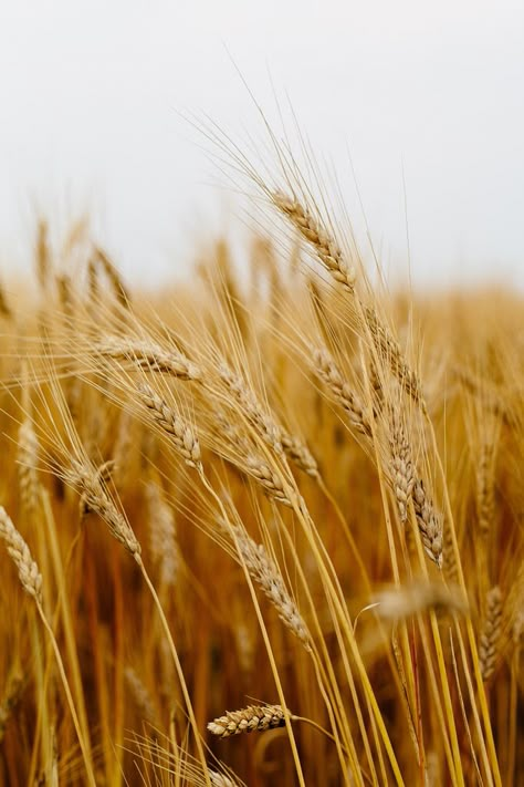 Wheat Fields Aesthetic, Harvest Wallpaper, Wheat Photography, Harvesting Wheat, Golden Wheat Field, Wheat Harvest, Golden Harvest, Fields Of Gold, Amazing Nature Photography